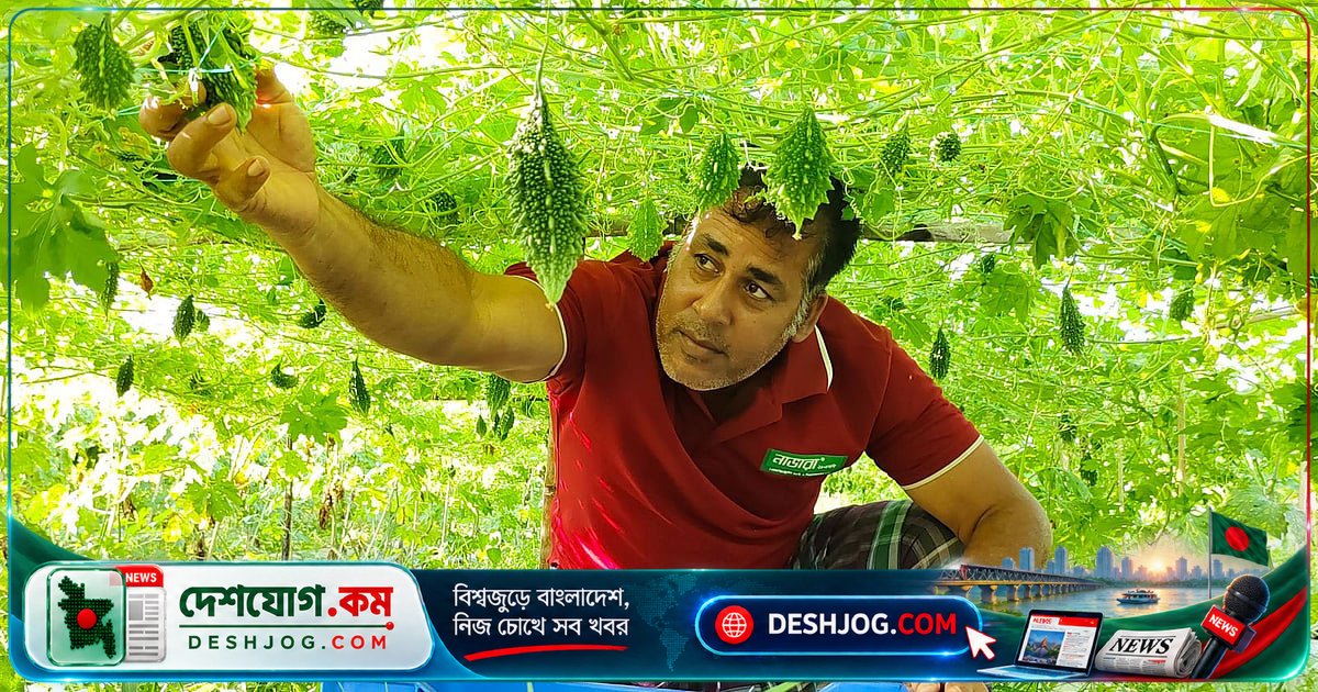 কুষ্টিয়ার কুমারখালীতে গ্যাপ পদ্ধতিতে বিষমুক্ত করলা চাষ, বাজারে দাম কমে কৃষকদের হতাশা