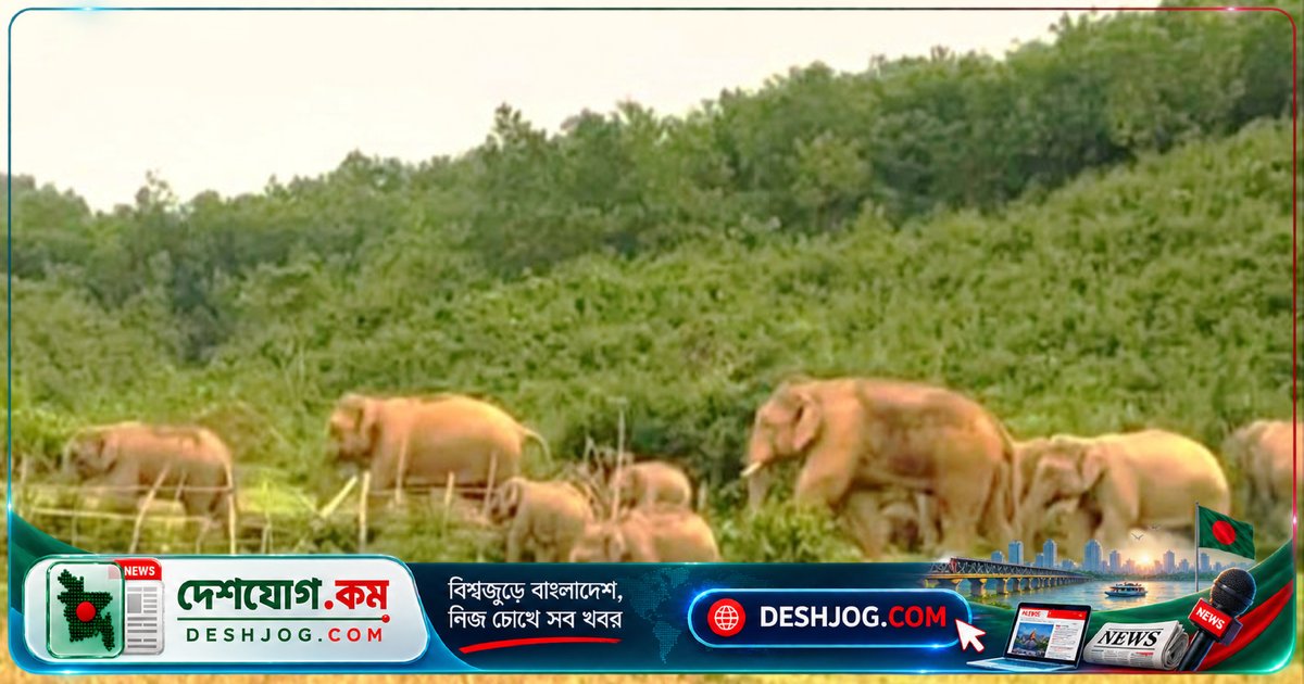 গারো পাহাড়ে আটকা ১৫০ হাতি: সীমান্ত বন্ধে বাড়ছে মানুষ-হাতি সংঘাত ও খাদ্য সংকট