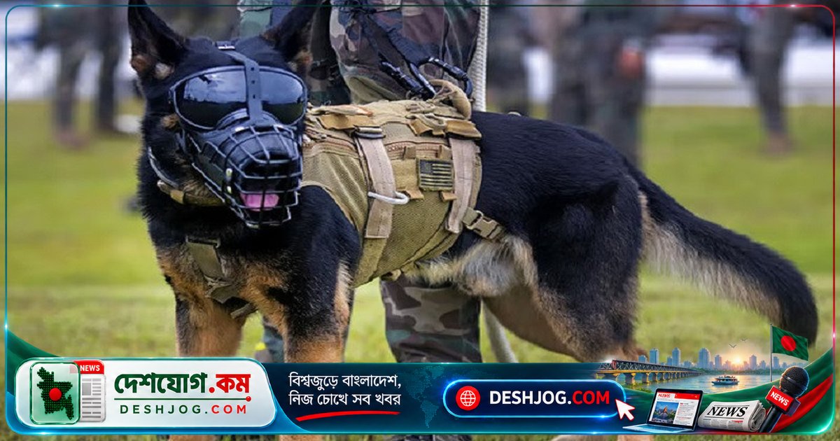 জিন সম্পাদনায় তৈরি হচ্ছে ভয়ংকর সামরিক কুকুর: বিজ্ঞানীরা কীভাবে তৈরি করছেন সুপারডগ?