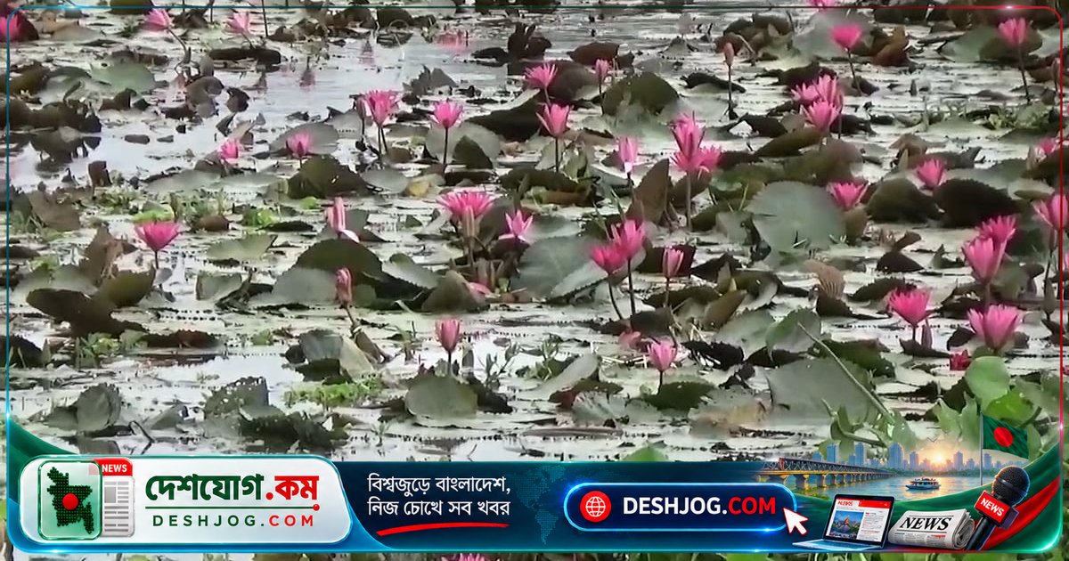 নেত্রকোণা: ঘোরাদিঘী বিলের লাল শাপলা দর্শনার্থীদের আকর্ষণ করছে শরতের সৌন্দর্যে