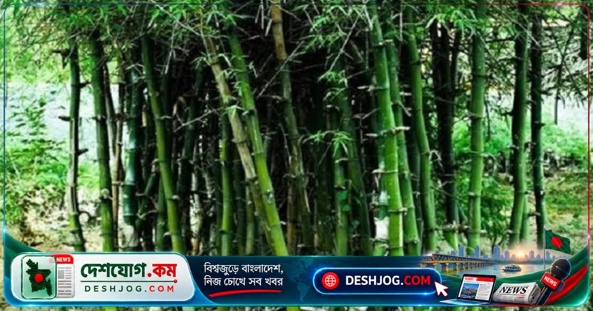 বাঁশের অপরূপ সম্ভাবনা: আজ বিশ্বব্যাপী পালিত হচ্ছে ‘সীমানা ছাড়িয়ে বাঁশ’ দিবস
