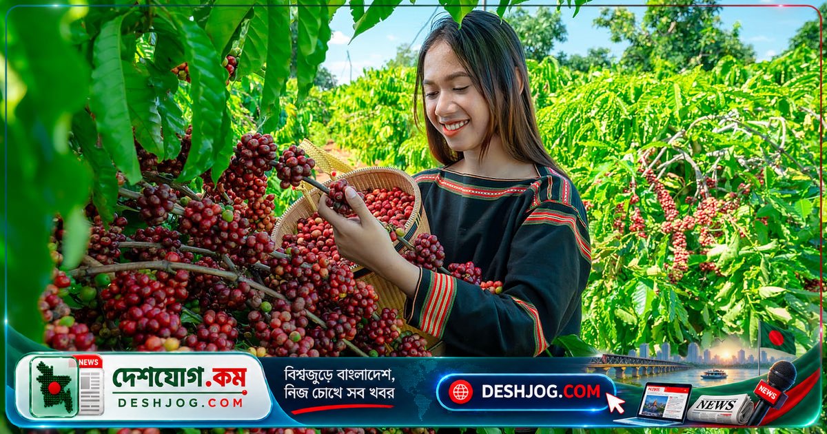 কফির এক কাপ পৌঁছাতে কত মানুষের শ্রম জড়িয়ে থাকে? জানুন কফির বৈশ্বিক ভ্যালু চেইন