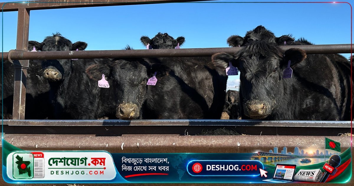 গ্লোবাল মিট ক্রাইসিস: কেন বিশ্বব্যাপী মাংসের দামে বিপর্যয় ও উৎপাদন হ্রাস পাচ্ছে?