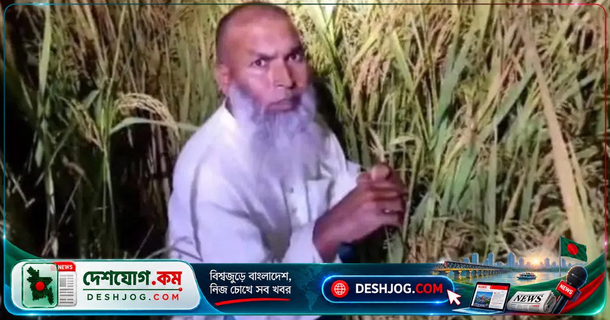 গাইবান্ধা গোবিন্দগঞ্জে ধানক্ষেতে আত্মগোপনে থাকা নিষিদ্ধ আওয়ামী লীগ নেতা গ্রেপ্তার, শেখ হাসিনা ফিরে আসার পরিকল্পনা সাবুজ