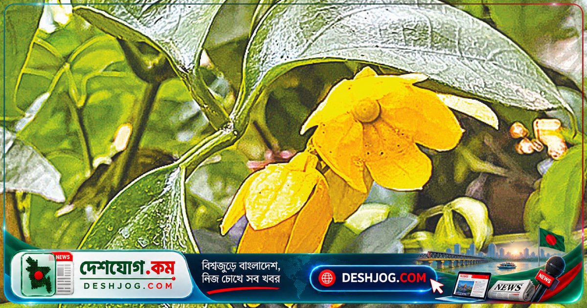 সোনালি ঝরনালতা: ঢাকার বাগানে ফুটে উঠেছে থাইল্যান্ডের এই দ্রুতবর্ধমান সৌন্দর্য