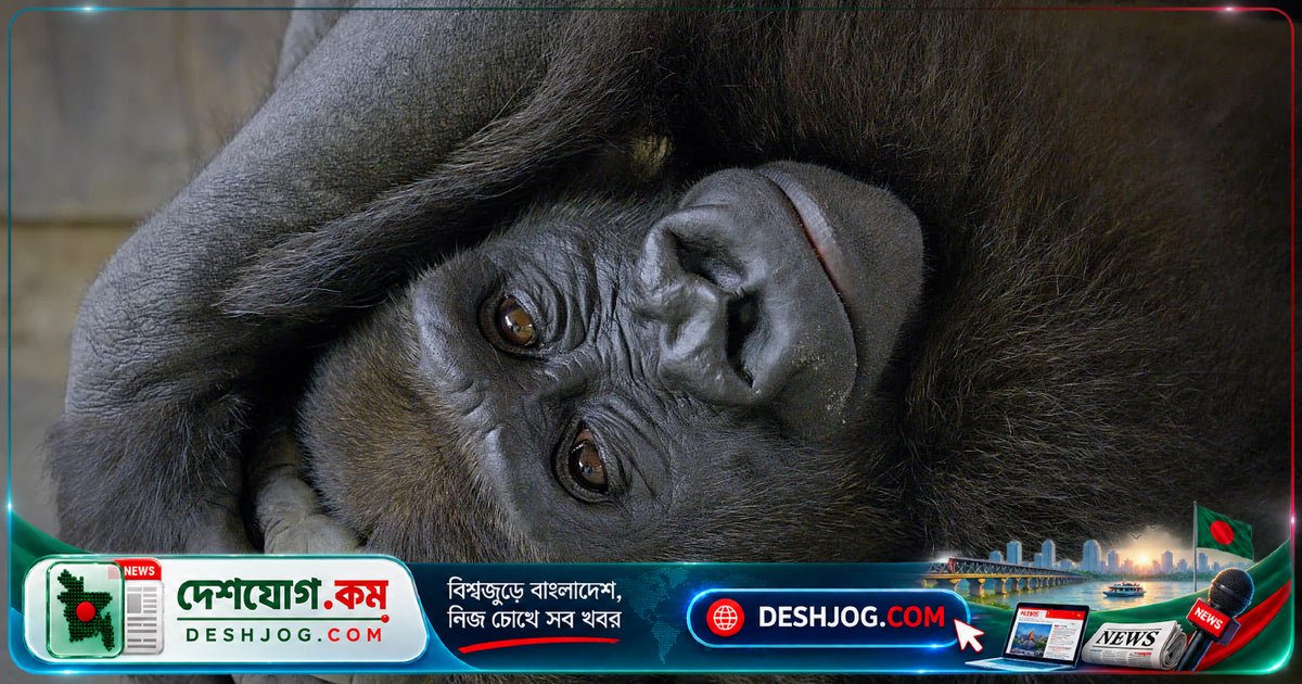 গরিলা বিলির বনে ফিরার যাত্রা: কীভাবে পাচারকারীদের হাত থেকে উদ্ধার হলো এই শাবক?