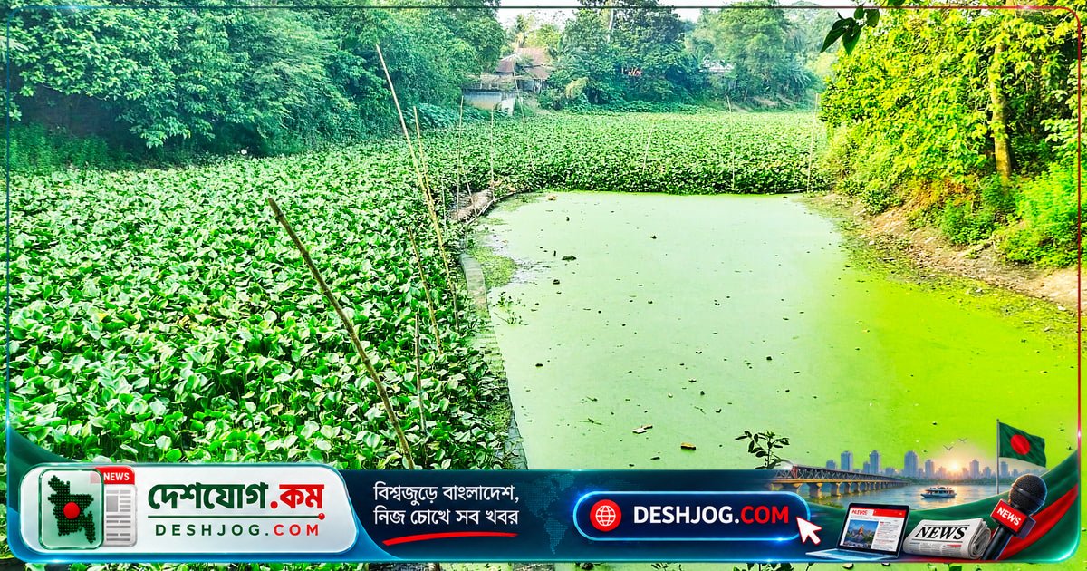 গোসাঁইয়ের দহের জলাধার: কচুরিপানায় ডুবে গেল দেশি মাছের বাসস্থান