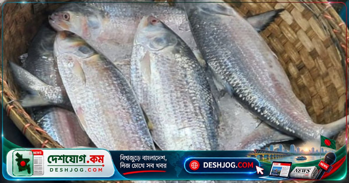 মা ইলিশের প্রজনন নিশ্চিত করতে ২২ দিনের নিষেধাজ্ঞা: সরকার ঘোষণা করে কঠোর ব্যবস্থা