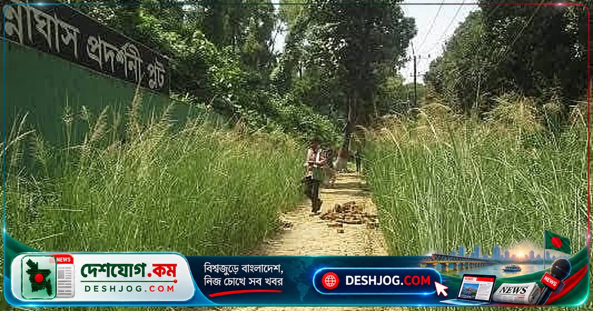 বন্যা ও ভাঙন রোধে সরকারের নতুন উদ্যোগ: ‘জাদুর ঘাস’ ব্যবহারের পরিকল্পনা