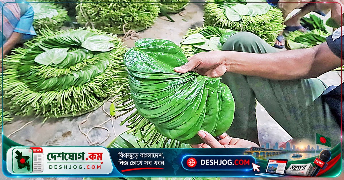 পান রপ্তানির বাধা দূর করতে সরকার স্থগিত করল সমিতির কার্যক্রম, ব্যবসায়ীদের আশা বাড়ছে