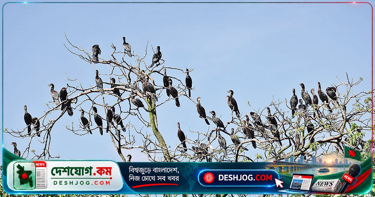 হাকালুকি হাওরের পাখিবাড়ি: এক পরিবারের নিঃস্বার্থ মায়া ও পাখিদের সঙ্গে বসবাসের কাহিনি