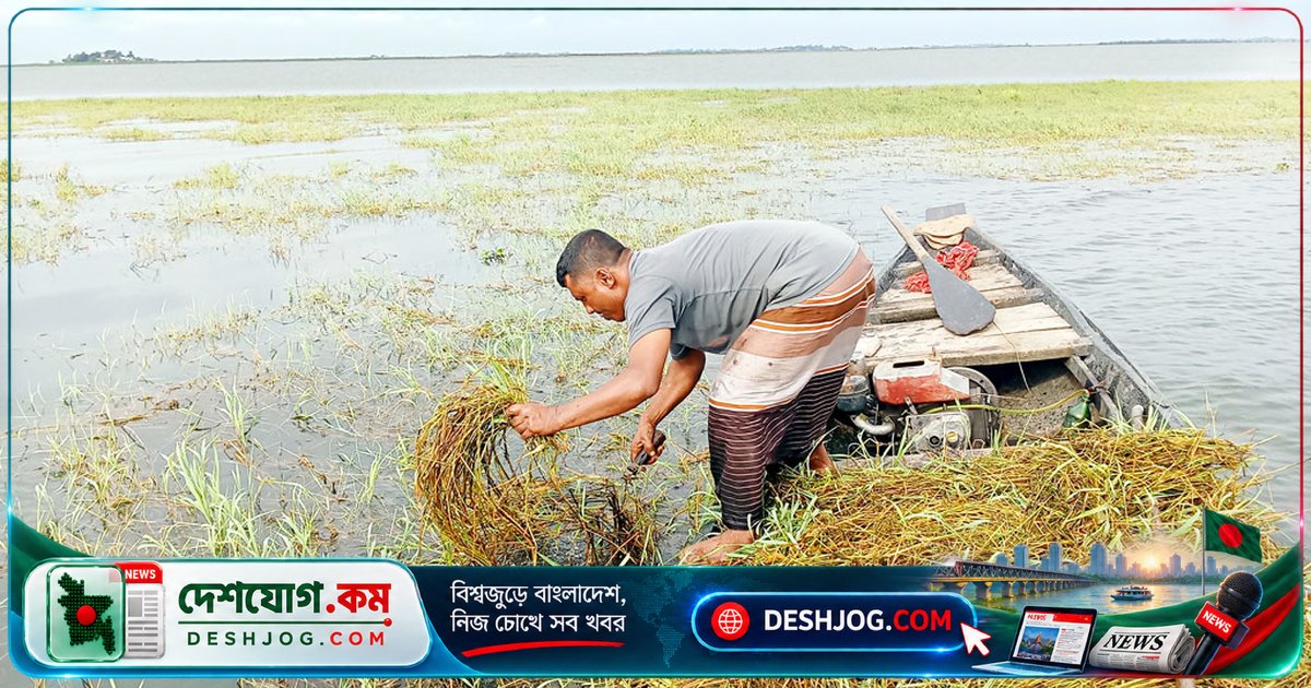 হাওরাঞ্চলে গবাদিপশুর খাদ্য সংকটে কৃষকদের বিপদ: জলাবন কাটতে বাধ্য নৌকায় নেমে