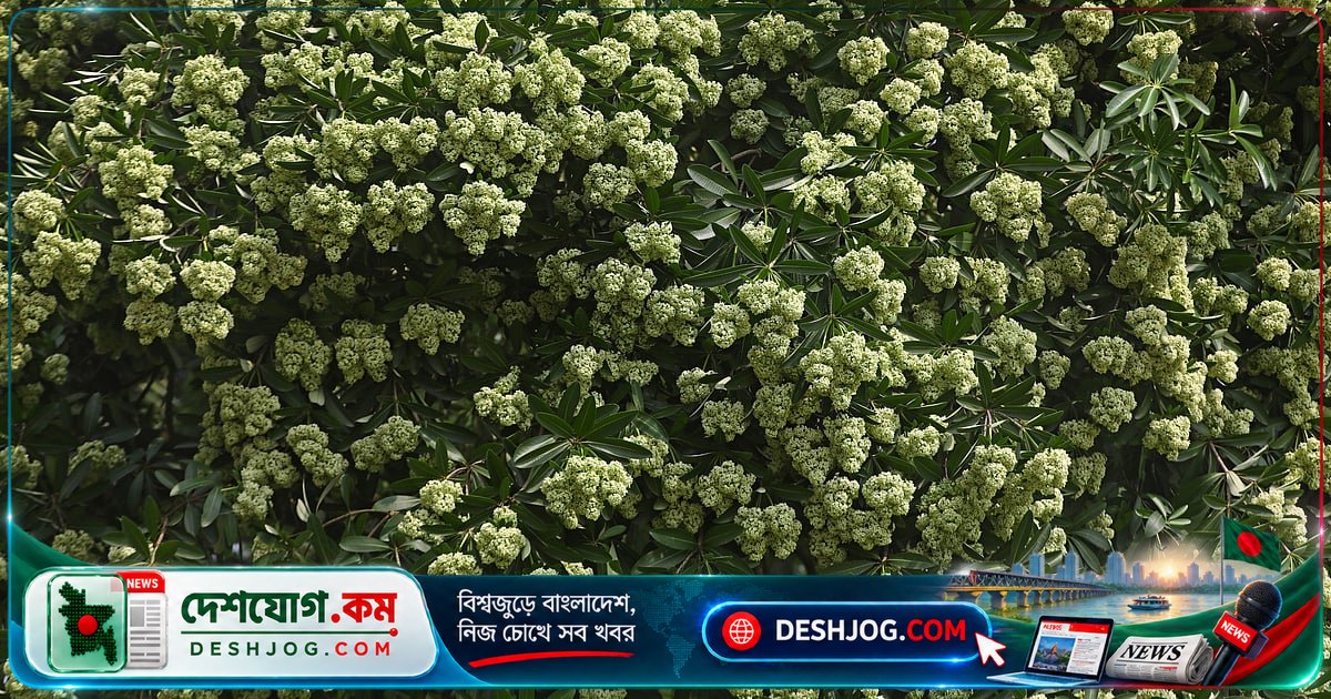 ছাতিমের মিষ্টি সুবাসে হেমন্তের আগমন: সিলেটের ছবি থেকে ঋতুবদলের আভাস