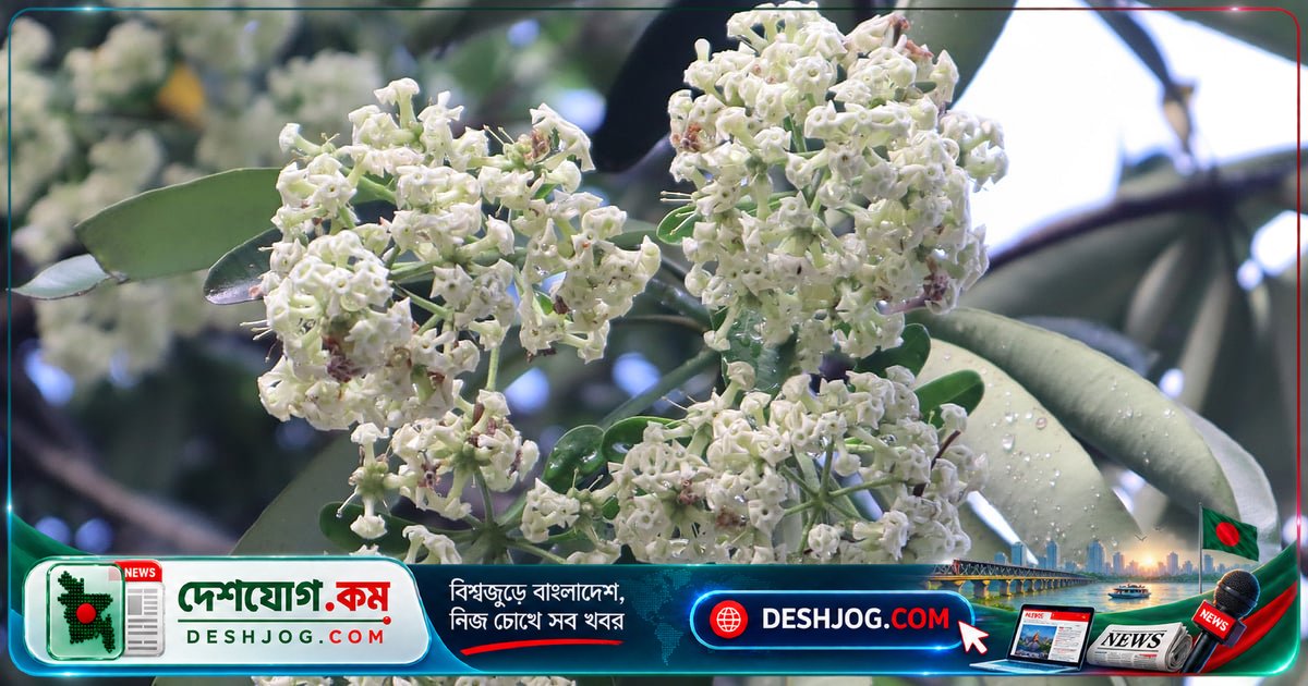 হেমন্তের মিষ্টি মাদকতাময় ছাতিমের ফুল: পথিকদের থামিয়ে দেয় গন্ধের জাদু