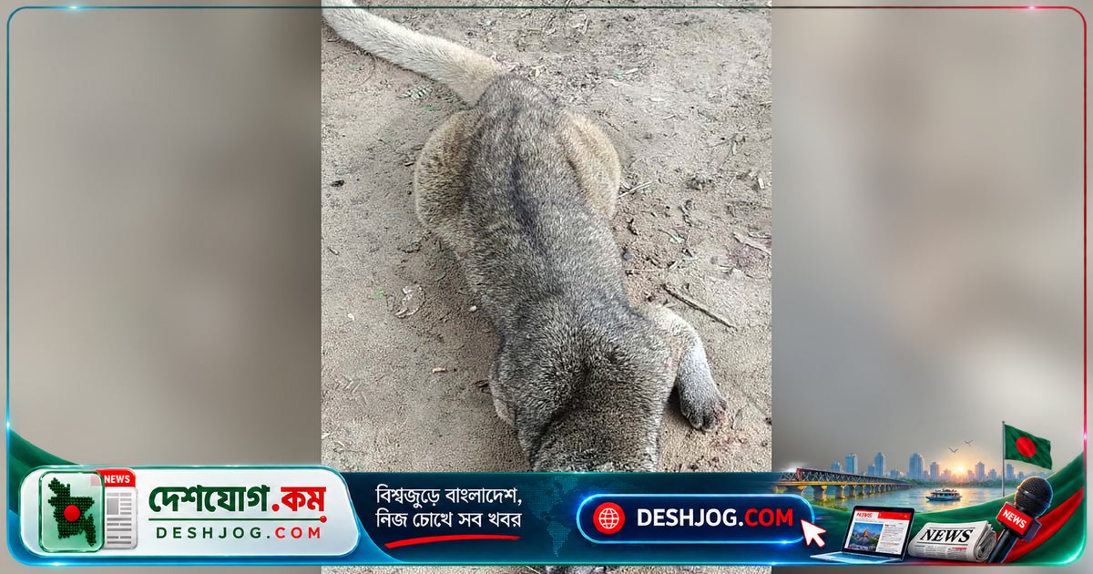 খাগড়াছড়িতে হিমালয়ান গন্ধগোকুলের হত্যা: পিটিয়ে মারা গেল দুর্লভ প্রজাতির এই বিপন্ন প্রাণী, ভিডিও তদন্তের কারণ