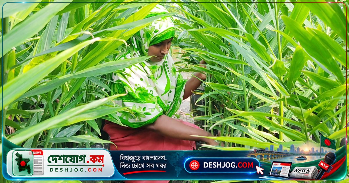 বাড়ির ছোটো আঙিনায় বস্তায় আদা চাষে কৃষকদের লাভের স্বপ্ন: কুমিল্লার ব্রাহ্মণপাড়া উদাহরণ