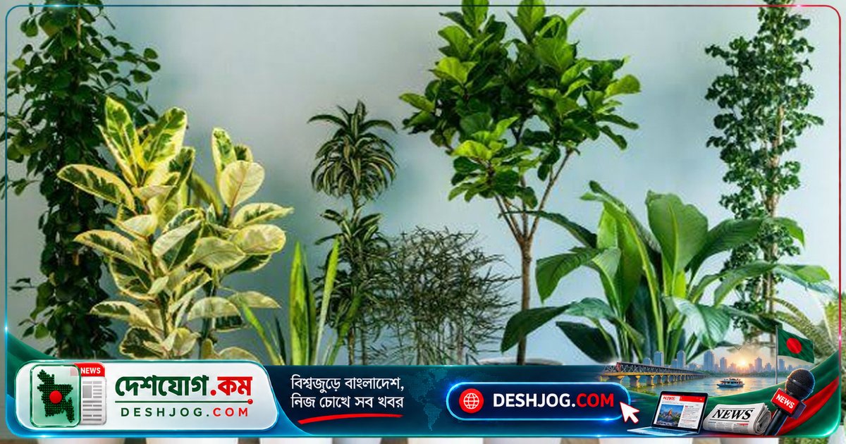 রান্নাঘরের ফেলে দেওয়া বর্জ্য দিয়ে গাছকে আবার সবুজ ও সতেজ করুন সহজ পদ্ধতিতে