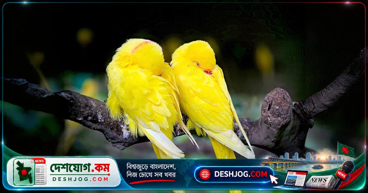 পাখির শারীরিক কৌশল: কেন গাছের ডালে ঘুমায়েও তারা পড়ে যায় না?