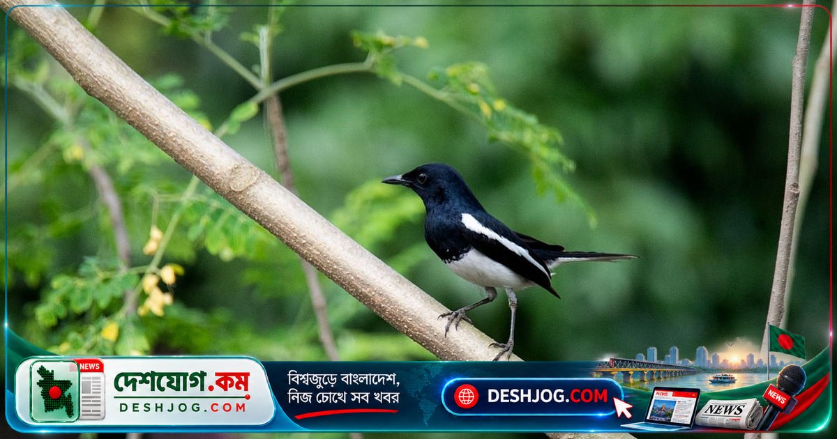 দোয়েল কেন বাংলাদেশের জাতীয় পাখি? গল্পে গান ও সাহসের প্রতীক