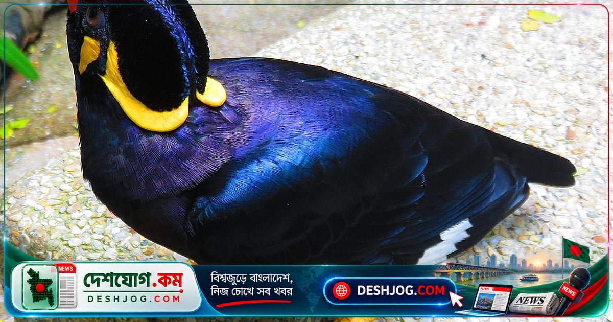 ময়নার গলায় মানুষের কথা কীভাবে জন্মায়? বিজ্ঞানীরা প্রকাশ করে গোপনীয়তা
