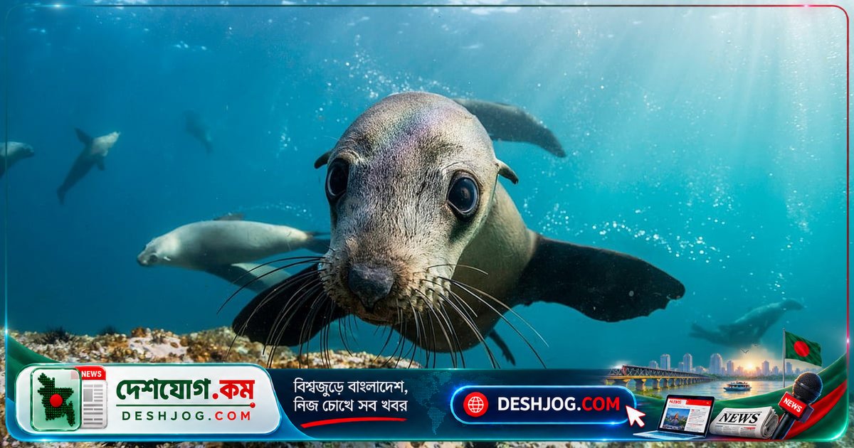 সমুদ্রের নোনাপানিতে কীভাবে বেঁচে থাকে তিমি, সিল ও অন্যান্য সামুদ্রিক প্রাণীর রহস্য