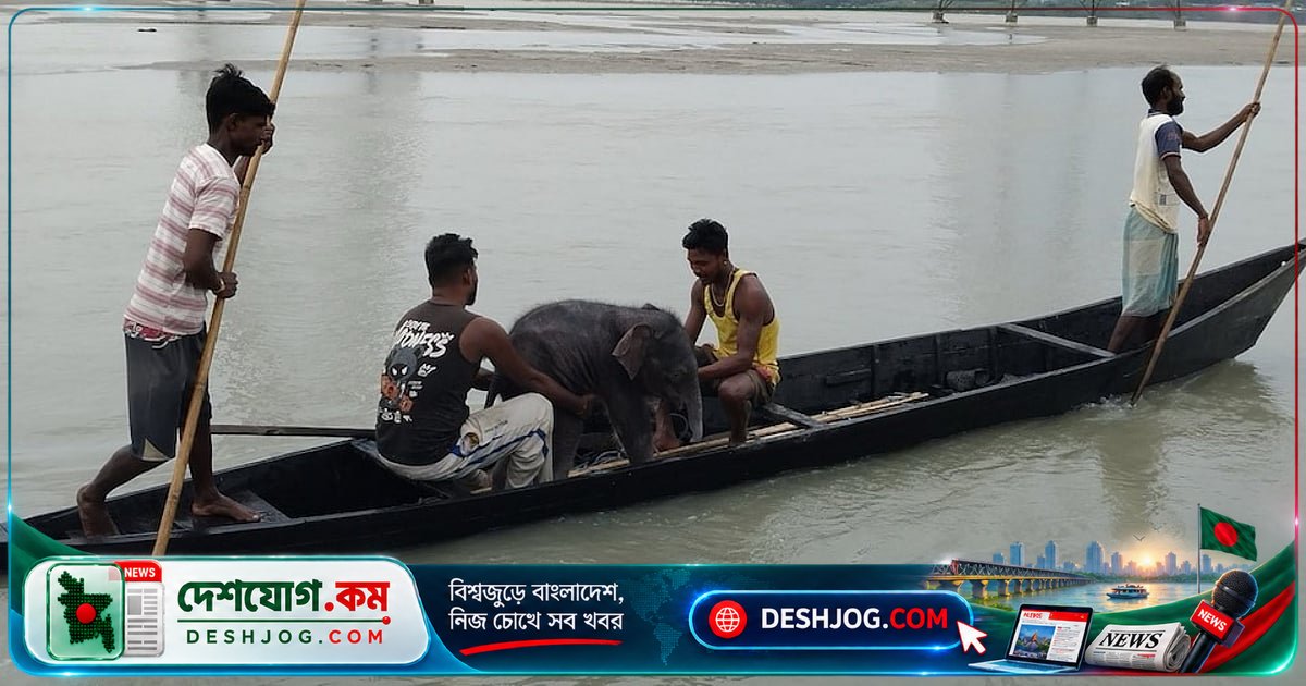 মা হাতির কাছে ফিরে আসে ভেসে যাওয়া ছোট্ট শাবক: মানুষের সাহায্যে জীবন রক্ষা