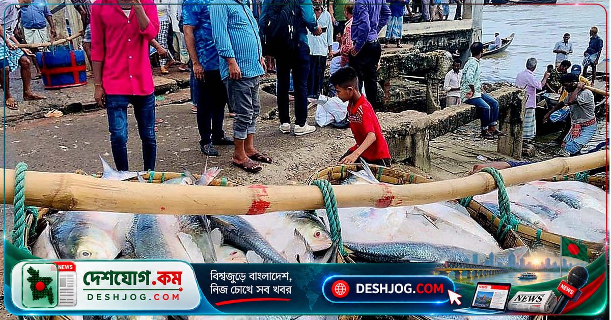 ইলিশের উৎপাদন হ্রাস: বাংলাদেশের নদী-সমুদ্রে প্রজাতির সংকটের গভীর কারণগুলো কী?