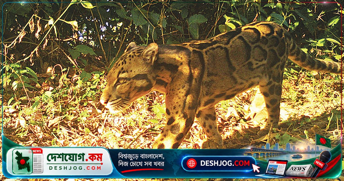 কক্সবাজারের ইনানীতে বিরল মেঘলা চিতার সন্ধান: ২৩ প্রজাতির স্তন্যপায়ী প্রাণীর আবিষ্কার