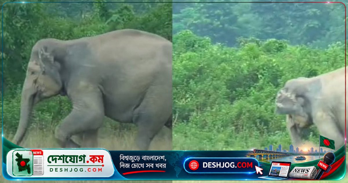 ভারতে বুনো হাতি ফুটবল খেলায় মাঠে জাদু দেখায়, দর্শকরা অবাক হয়ে যায়