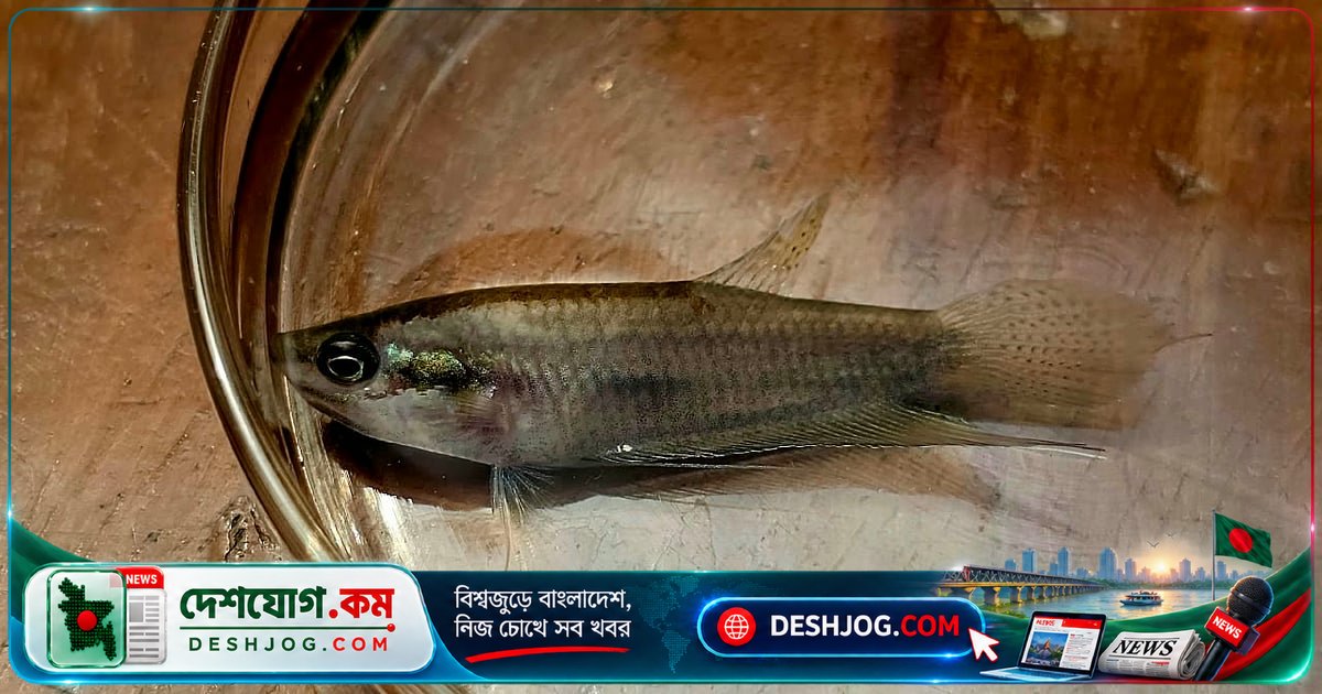 দেশি তিন প্রজাতির মাছ গাপ্পির চেয়ে বেশি মশার লার্ভা খেয়ে দূষিত পানিতে টিকে থাকতে সক্ষম: গবেষণা