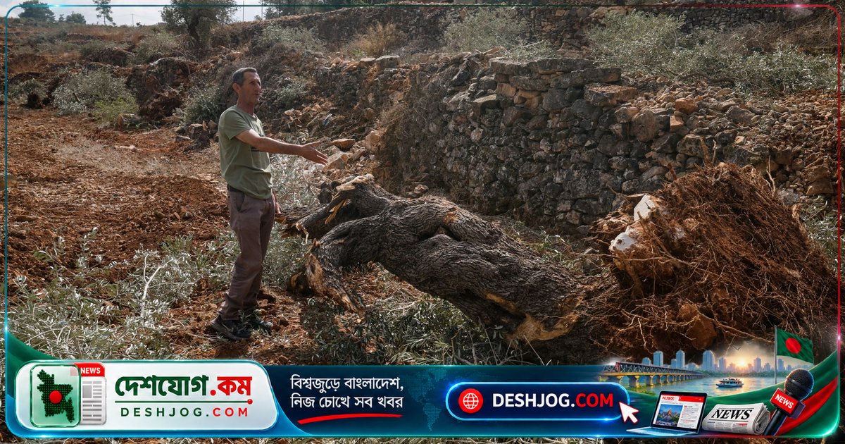 পশ্চিম তীরের গ্রামে জেরুজালেমের বুলডোজার: ফলনকালে প্যালেস্টাইনিদের অলিভ গাছ ধ্বংস