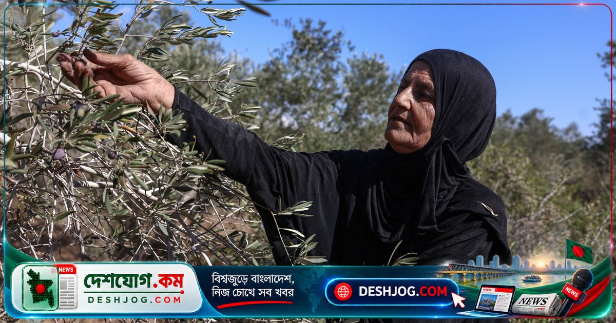 পালেস্টাইনিদের ঐতিহ্যবাহী তেলের গাছ থেকে চুরি করে ‘শুদ্ধ তেল’ দাবি করে ইসরায়েলি বসতিবাসীরা