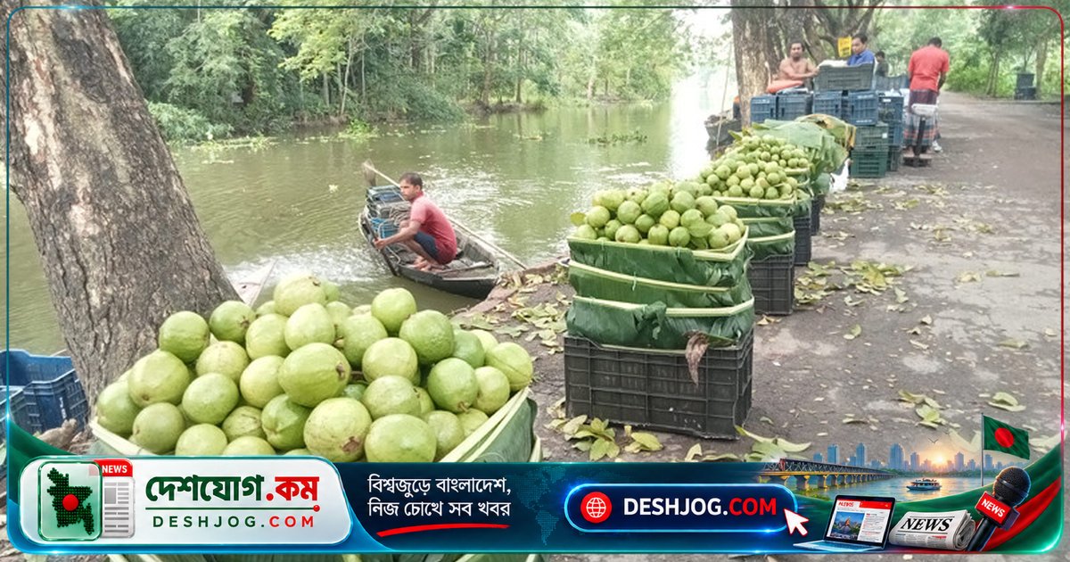 ঝালকাঠির পেয়ারা চাষ: লাভ কমে কৃষকদের আগ্রহ হারাচ্ছে ‘বাংলার আপেল’