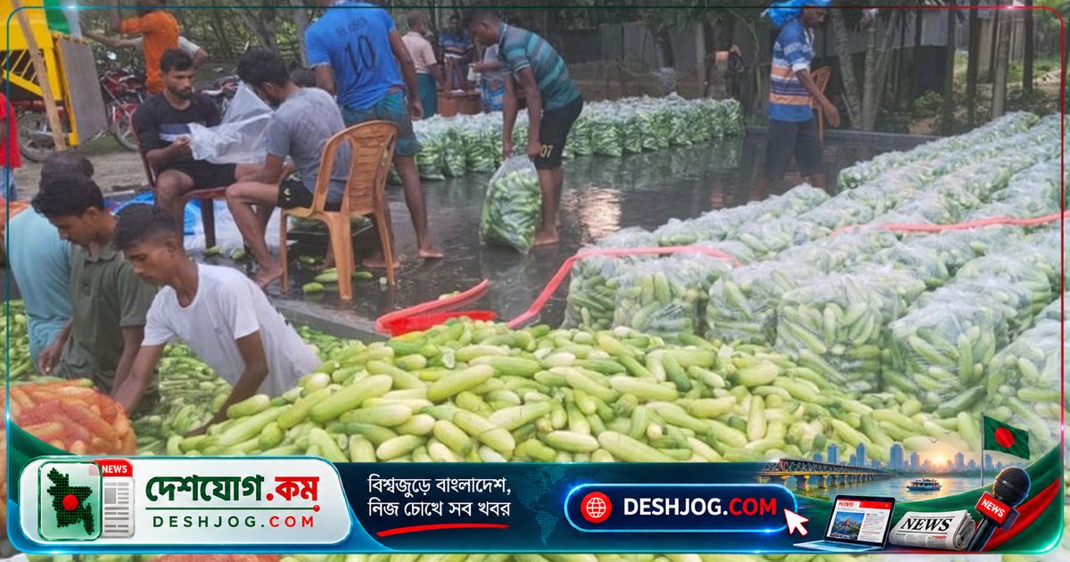 জামালপুরের মাদারগঞ্জে শসা চাষে বাম্পার ফলন: দুই হাজার মেট্রিক টন উৎপাদনের সম্ভাবনা
