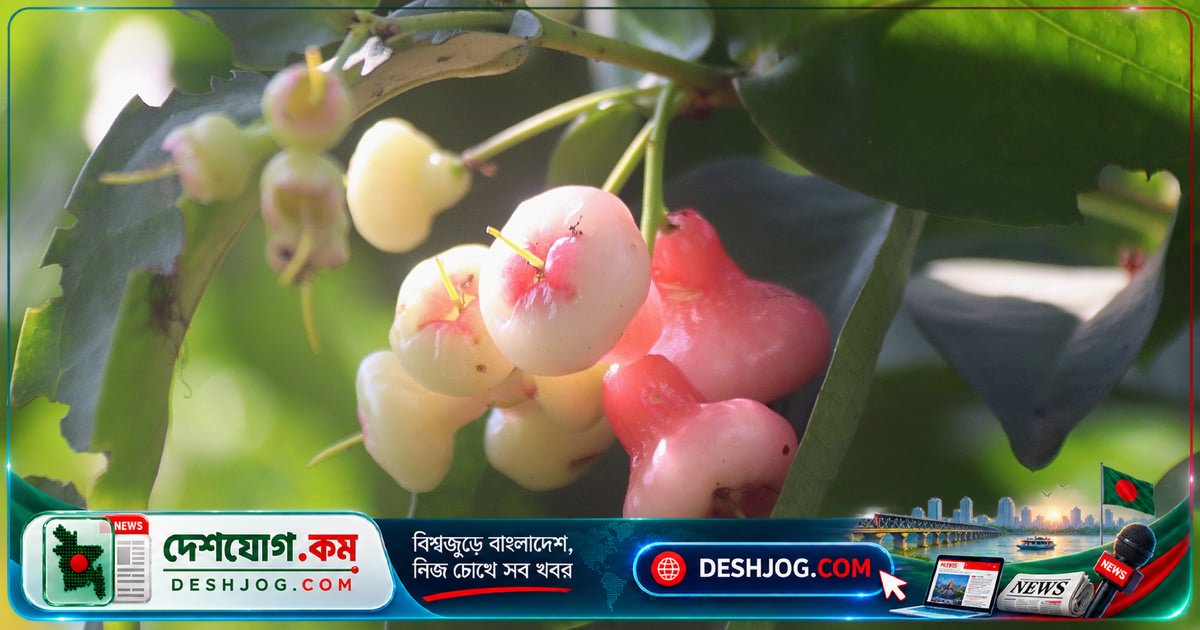 জামরুলের নরমতা ও স্বাদের গোপন: কেন এই ফলটি পানি দিয়ে ভরে থাকে?