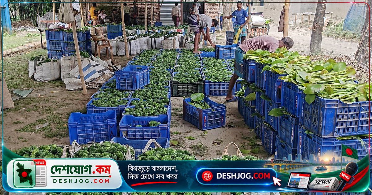 জয়পুরহাটের গ্রামে করলা বিক্রির নতুন মডেল: হাট ছাড়াই পাইকারি বাজার থেকে ৩০০ মণ বিক্রি