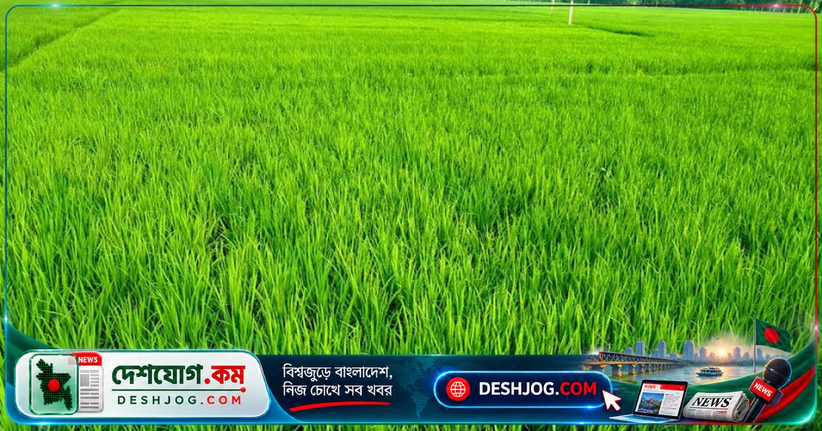 ঝালকাঠি: লক্ষ্যমাত্রা ছাড়িয়ে ৯৩ হাজার ৫০০ টন আমন ধানের উৎপাদন আশা, কৃষকরা ২ হেক্টর বেশি জমিতে চাষ করলেন