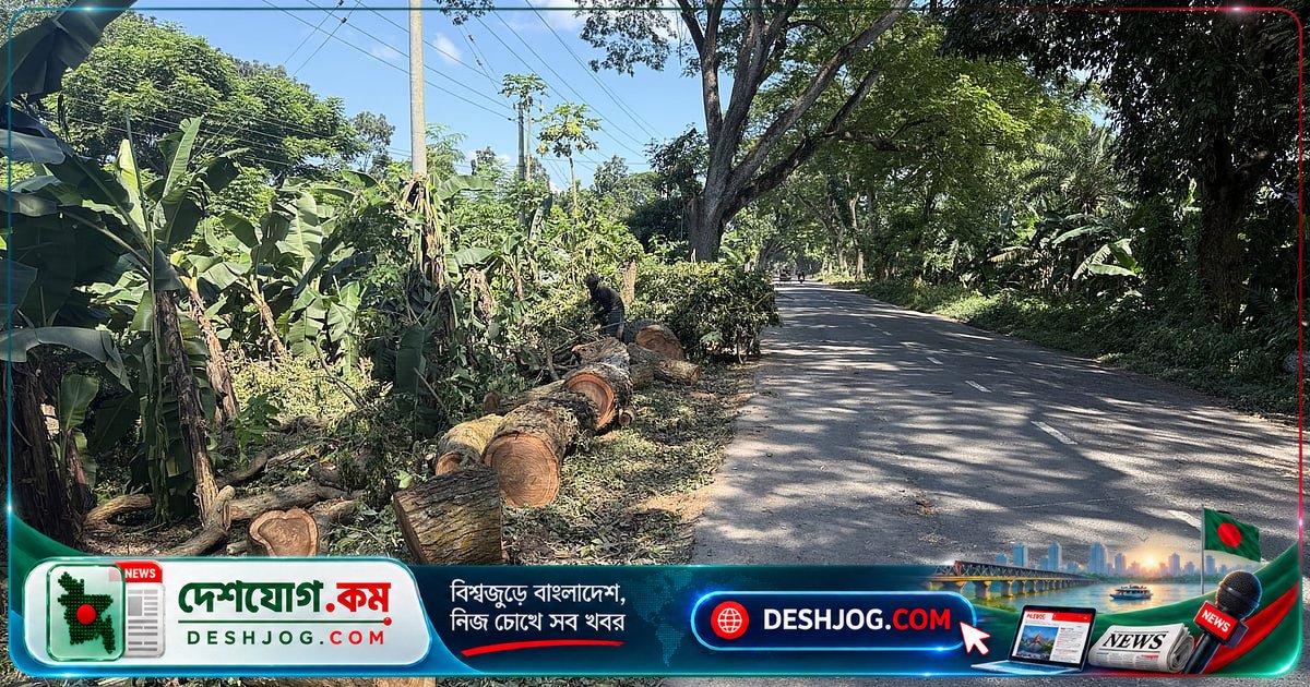 ঝিনাইদহের মহাসড়কে ২০-২৫ বছরের তরতাজা গাছ কাটা চলছে: বন বিভাগের অজ্ঞাত নিয়মের পেছনে প্রশ্ন