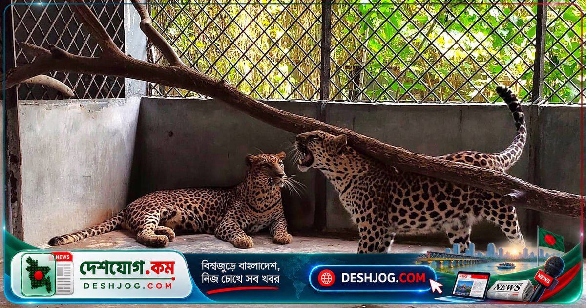 জিম্বাবুয়ে থেকে পাচারকৃত দুটি চিতাবাঘ ফিরিয়ে নিতে অস্বীকার করছে সরকার, বাংলাদেশে বন্দী ৯ বছর