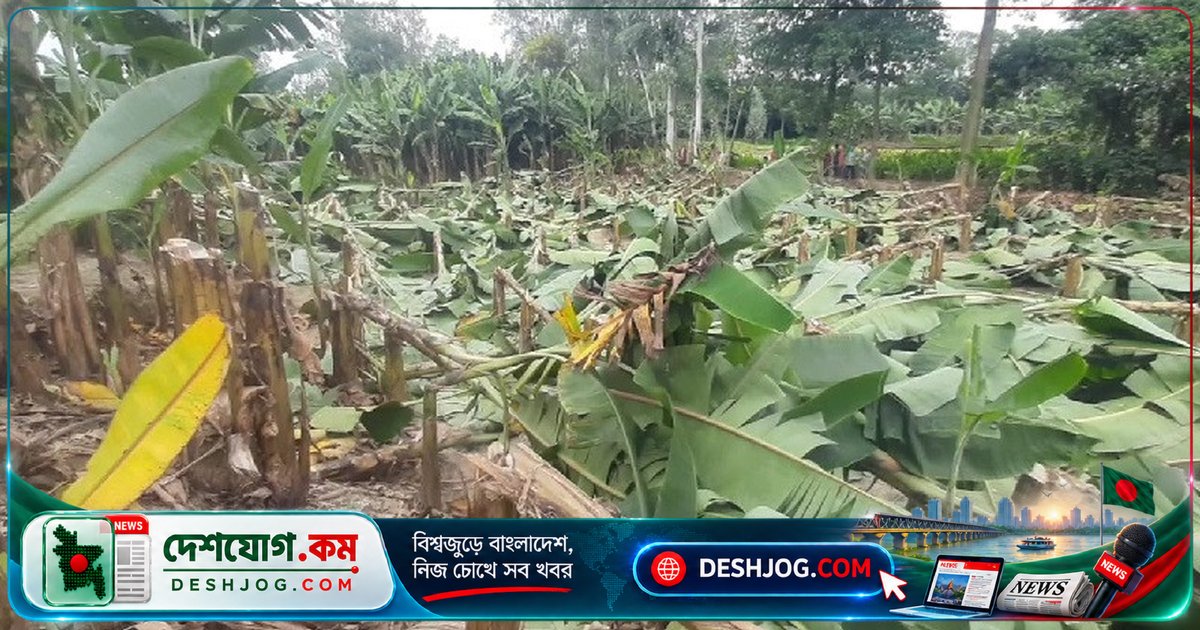 জয়পুরহাটে দুর্বৃত্তদের হাতে নষ্ট ৭০০ কলাগাছ, কৃষক দিশেহারা ও দেড় লাখ টাকা ক্ষতির মুখে