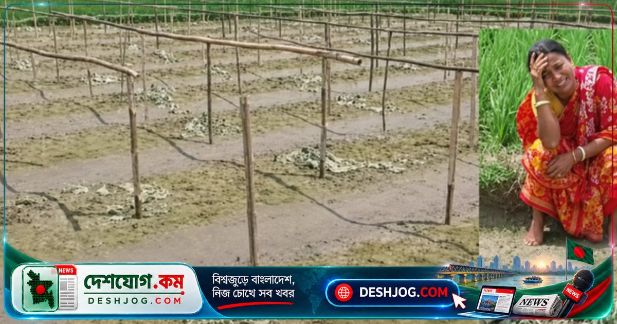 জয়পুরহাটে ঋণ নিয়ে লাউ চাষে বিপর্যয়: রাতের আঁধারে কেটে দেওয়া হলো পুরো খেত