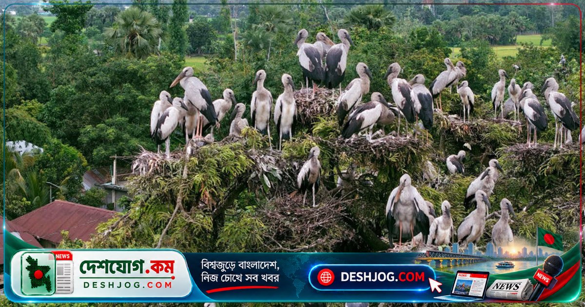 জয়পুরহাটের আক্কেলপুরে ২০ হাজার শামুকখোল পাখির বিশাল বাসস্থান: প্রকৃতির অদ্ভুত রহস্য