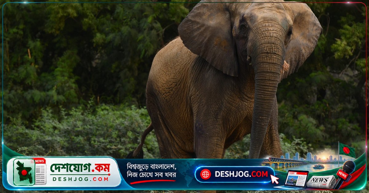 কারাচির বন্দী হাতির জীবনরক্ষার লড়াই: মধুবালার কষ্টের গল্প