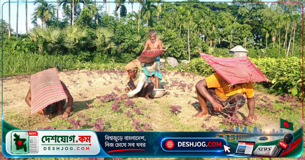 কাজীপুরের যমুনা-ইছামতি চরে শীতকালীন সবজি চাষে কৃষকদের উৎসাহ: লাভের আশায় অক্লান্ত পরিশ্রম
