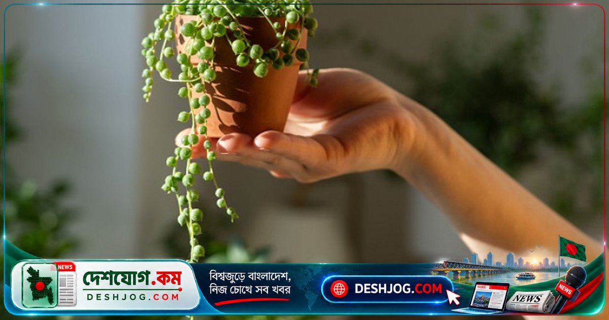 ছুটির সময়েও গাছের সতেজতা বজায় রাখুন এই সহজ পদ্ধতিগুলো দিয়ে