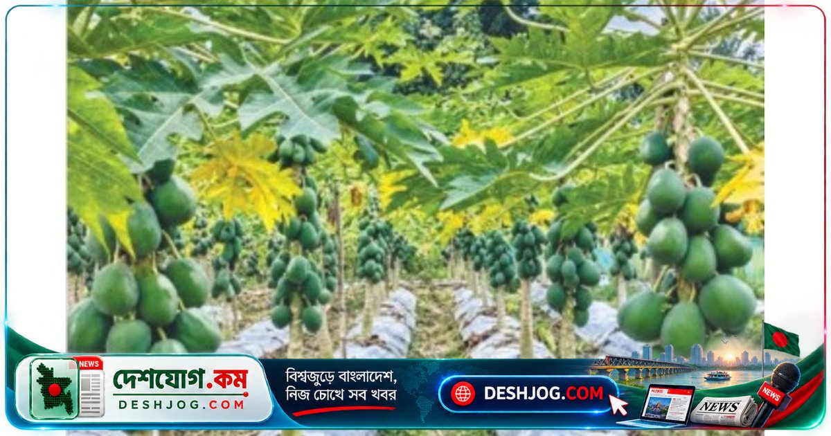 খাগড়াছড়ির পাহাড়ি কৃষক রানা: পেঁপে বাগানে ৮-৯ লাখ বিনিয়োগ, ১৫-১৬ লাখের স্বপ্ন