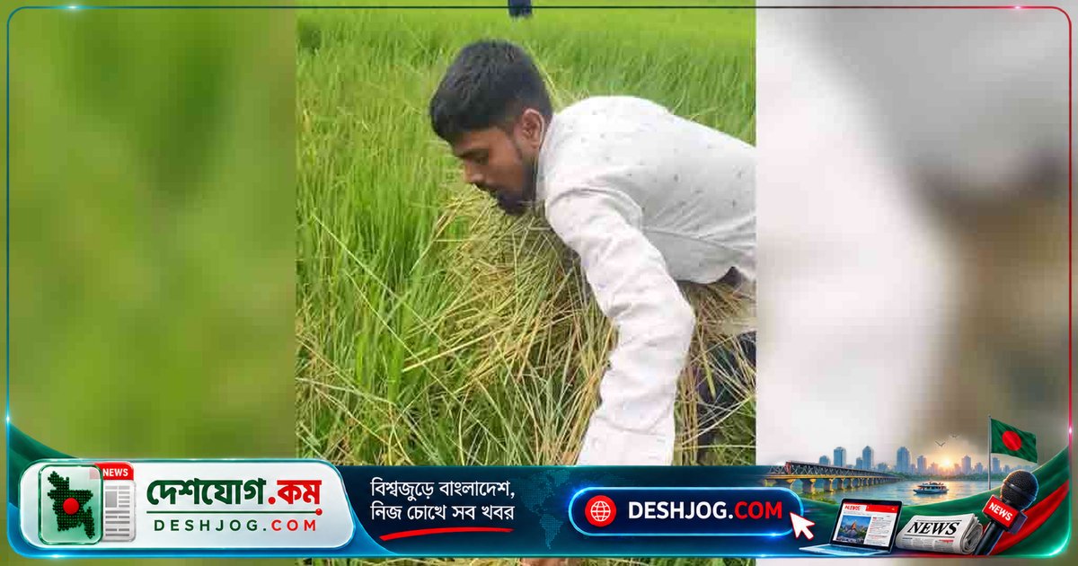 কিশোরগঞ্জের রোপা আমন ধানখেতে ইঁদুরের আক্রমণে কৃষকদের শঙ্কা, উৎপাদন লক্ষ্যমাত্রা বিপন্ন