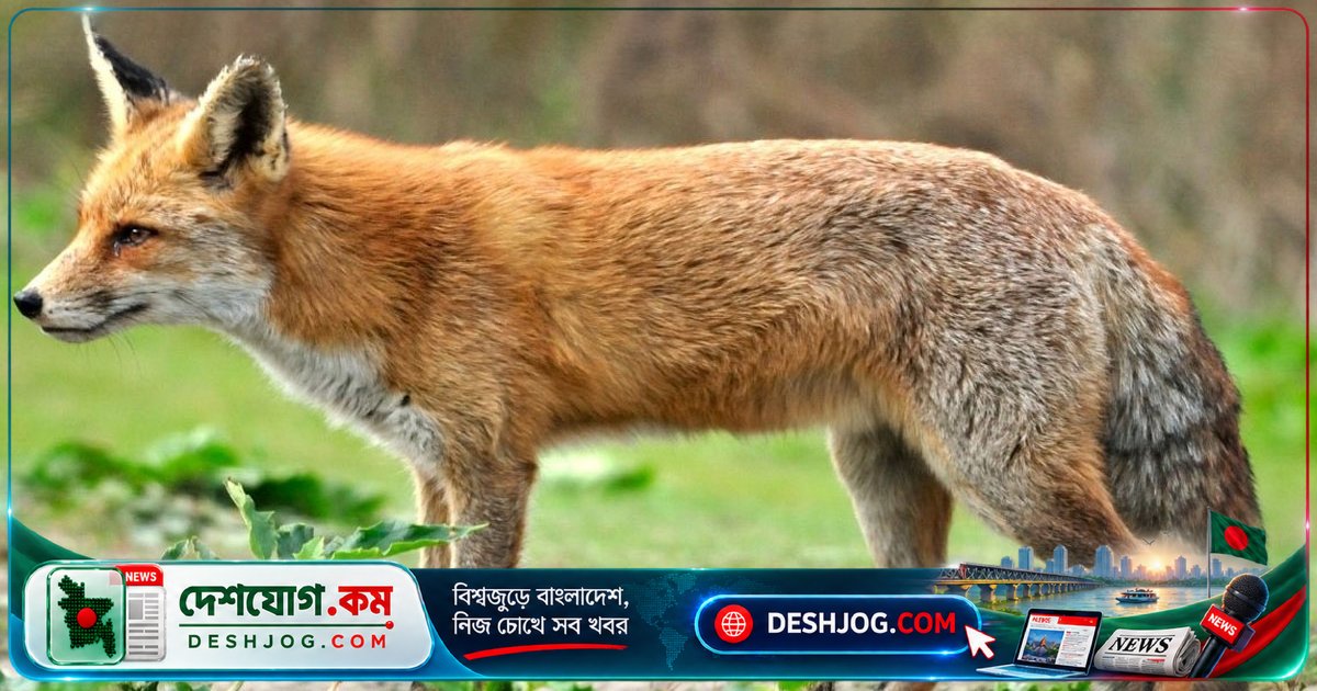 কিশোরগঞ্জের শিয়াল হামলায় নারী-পুরুষ ৯ জন আহত, দুটি গরুও কামড়ায় পড়ে আতঙ্কের পরিবেশ