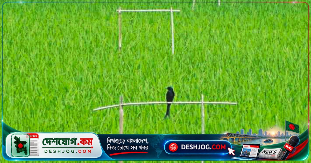 কীটনাশক ছাড়াই ফসল রক্ষা: কিশোরগঞ্জের কৃষকরা পাখির সাহায্যে পোকা দমন করছে পার্চিং পদ্ধতিতে