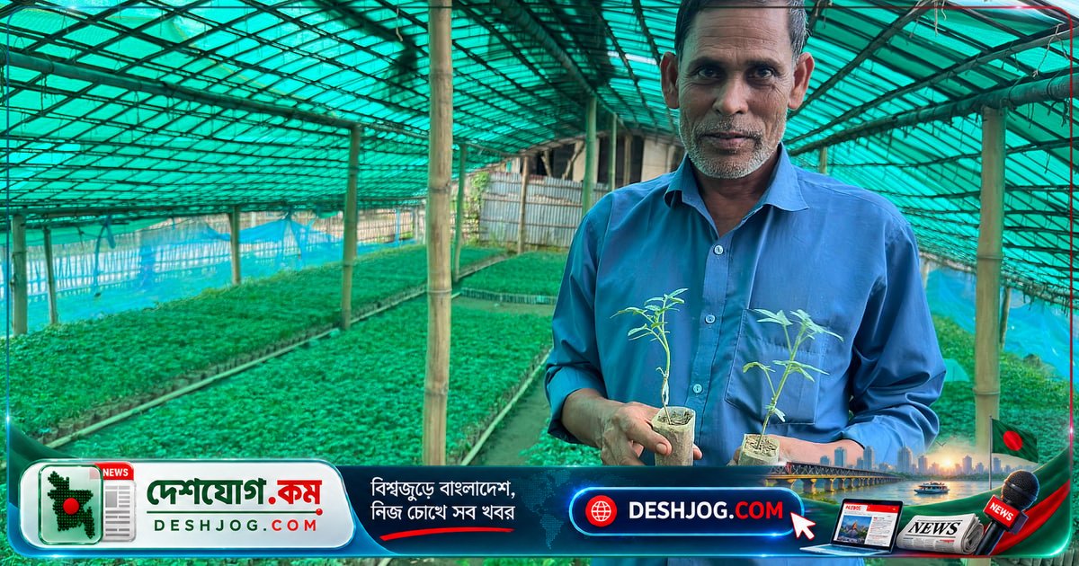 কমলগঞ্জের গ্রাফটিং টমেটো চারা: দেশব্যাপী চাহিদা পূরণে কৃষি বিপ্লব